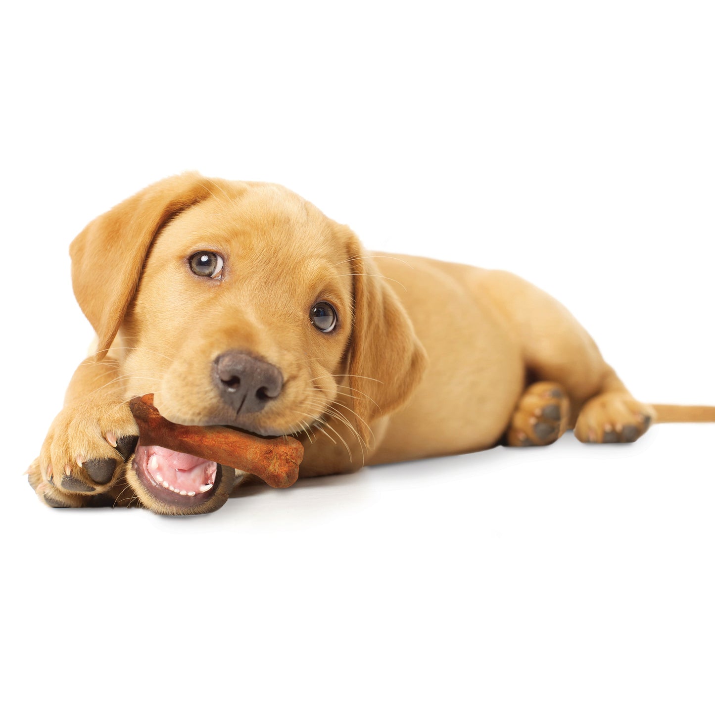 Nylabone Healthy Edibles Puppy Turkey  Sweet Potato Dog Chew Treats Turkey  Sweet Potato, SMall/Regular  Up To 25 Ibs. 3 ct