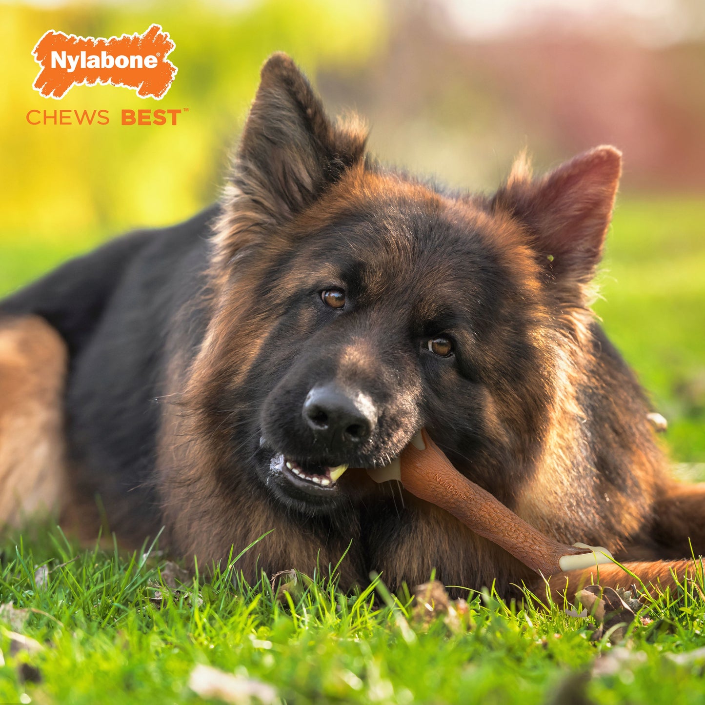 Nylabone Power Chew Femur Dog Bone Alternative Bacon 1ea/Large/Giant - Up To 50 lb