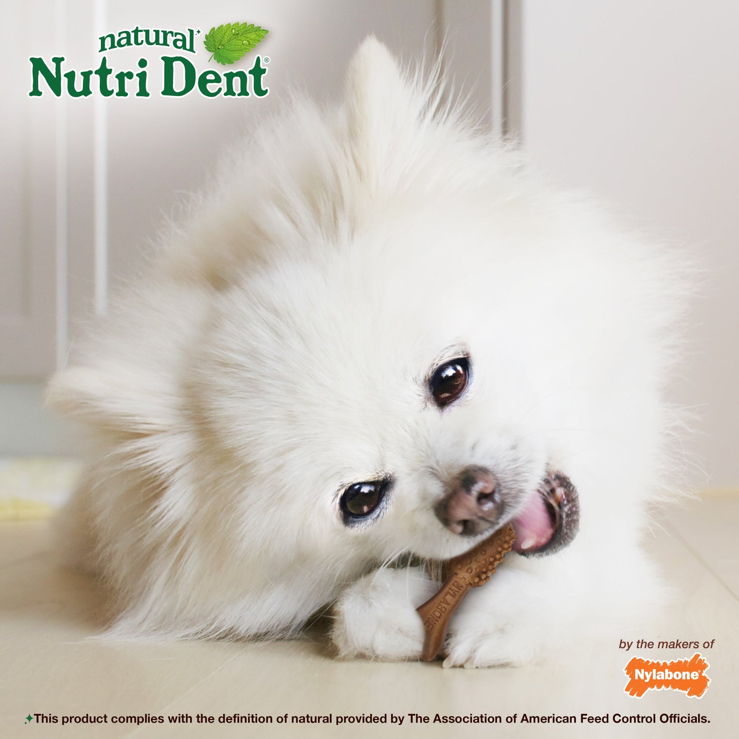 Nylabone Nutri Dent Filet Mignon Dog Dental Chews Filet Mignon 1ea/Mini - 5 Lbs. To 10 lb