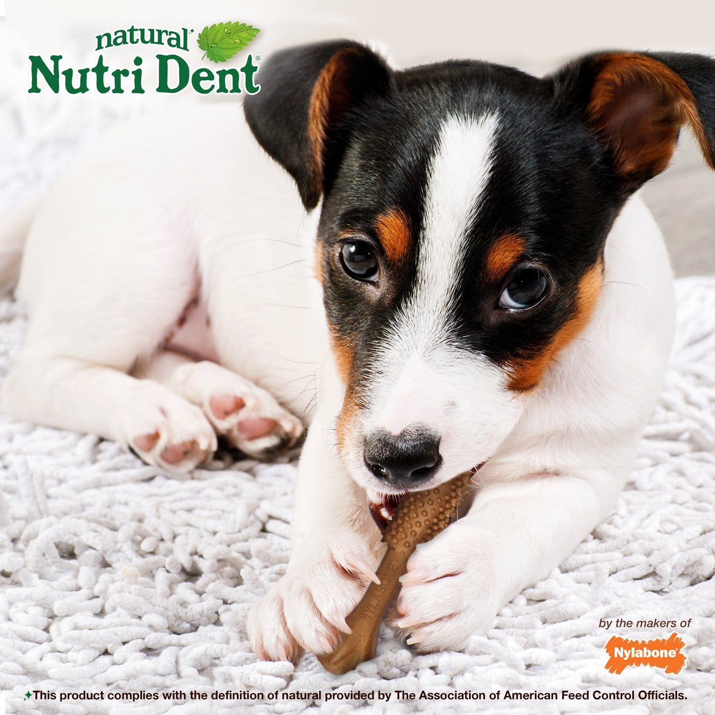 Nylabone Nutri Dent Filet Mignon Dog Dental Chews Filet Mignon 1ea/SMall - 10 Lbs. To 15 Ibs.