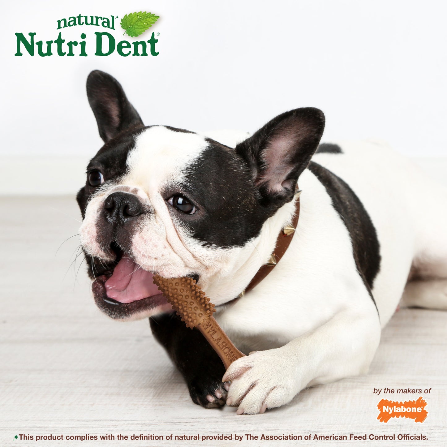 Nylabone Nutri Dent Filet Mignon Dog Dental Chews Filet Mignon Medium - 15 Lbs. To 30 lb  (20 ct)