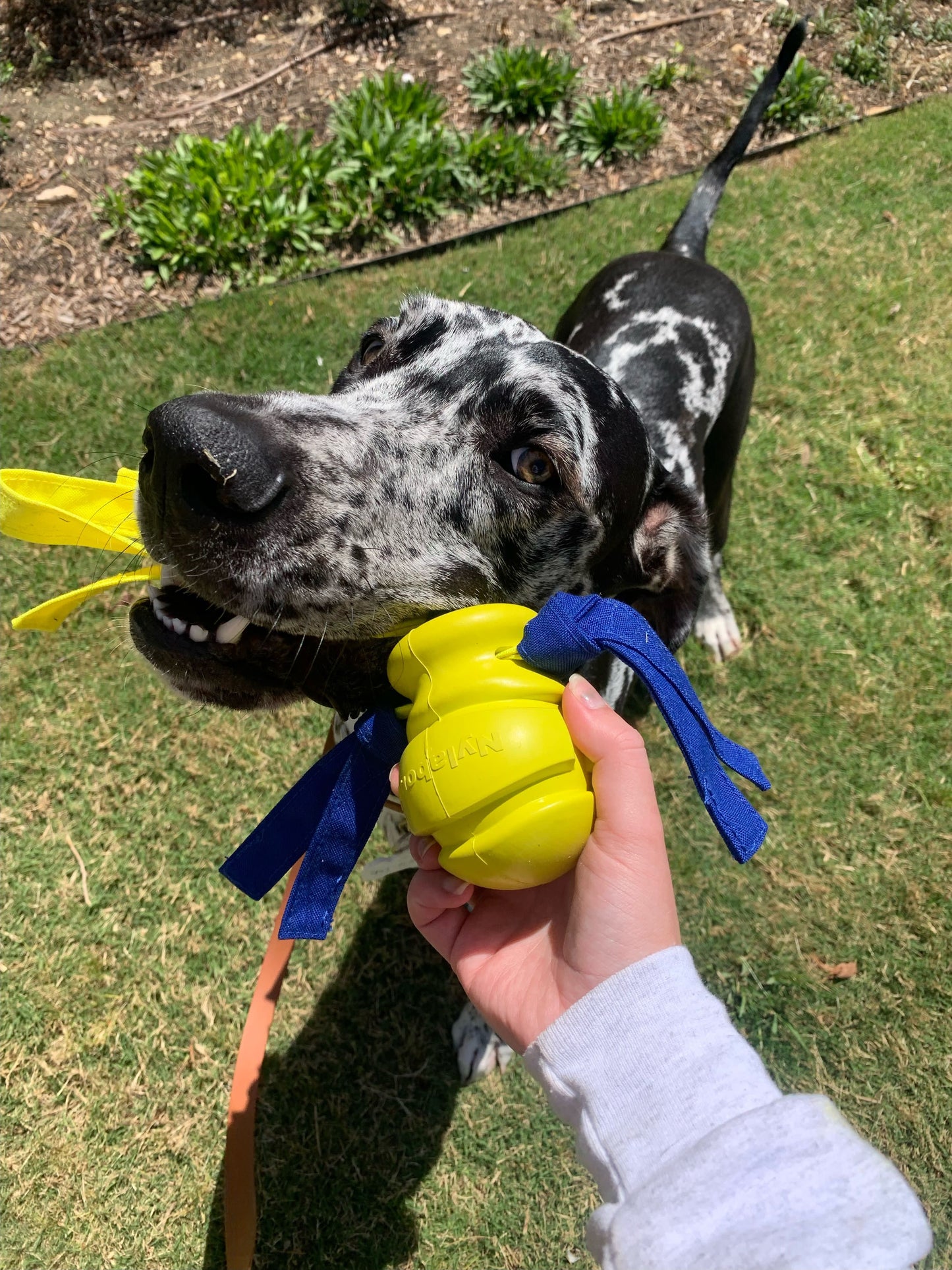 Nylabone Power Play Fling-a-Bounce Interactive Dog Toy 1ea/Large/Giant - Up To 50 lb