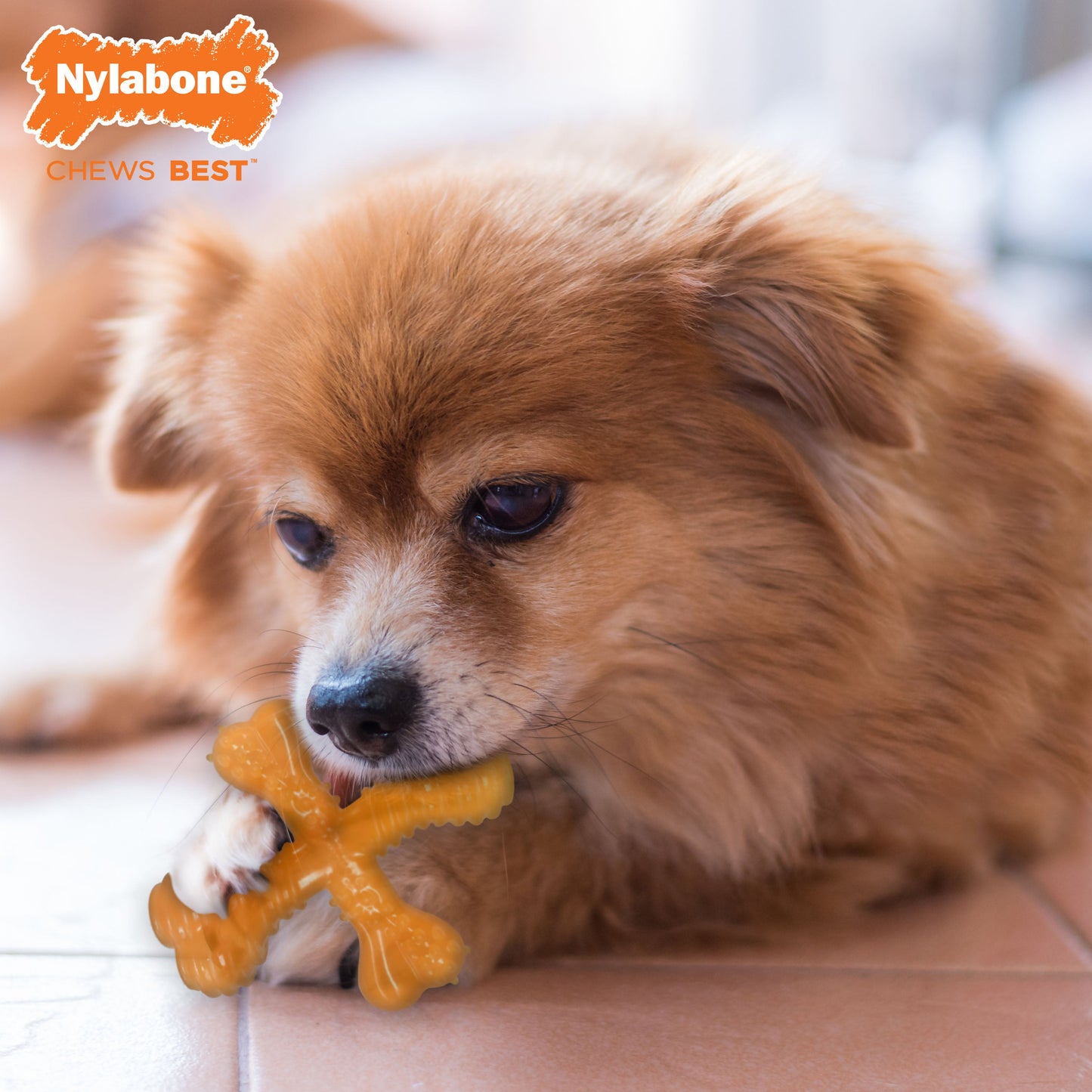 Nylabone Silver Collection Flexi Chew X-Bone Chew Toy for Senior Dogs Turkey & Sweet Potato 1ea/SMall/Regular - Up To 25 Ibs.