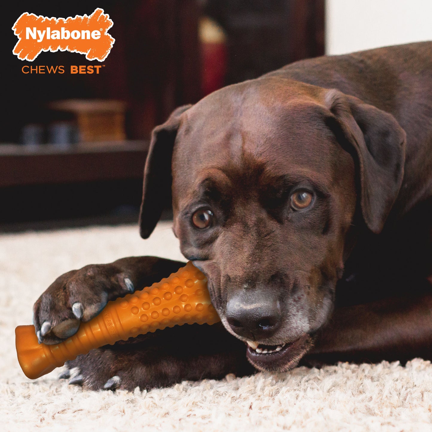 Nylabone Silver Collection Strong Chew Rubber Bone Chew Toy for Senior Dogs Beef Flavor 1ea/XL/Souper - 50+ lb