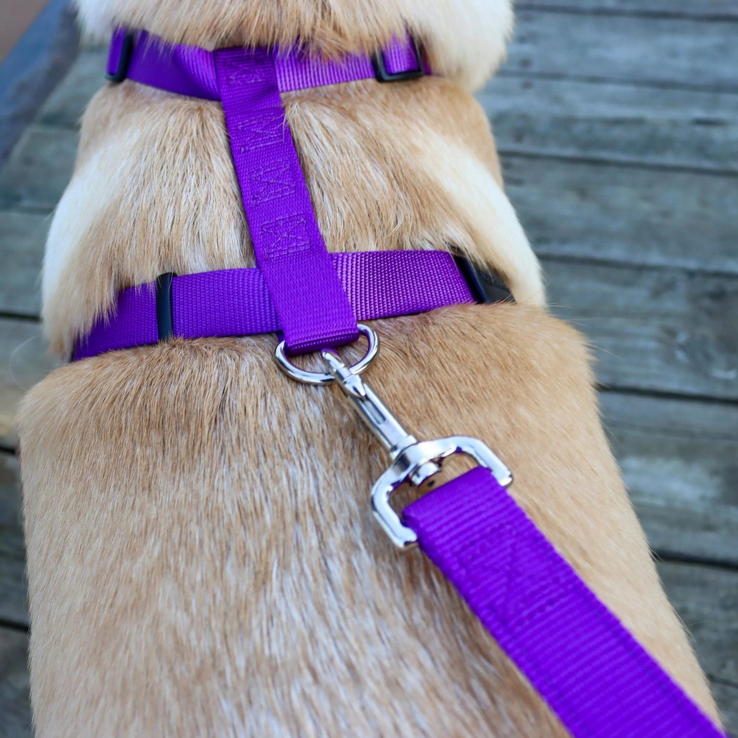 Coastal Standard Adjustable Nylon Dog Harness Purple 1ea/LG, 1In X 22-38 in