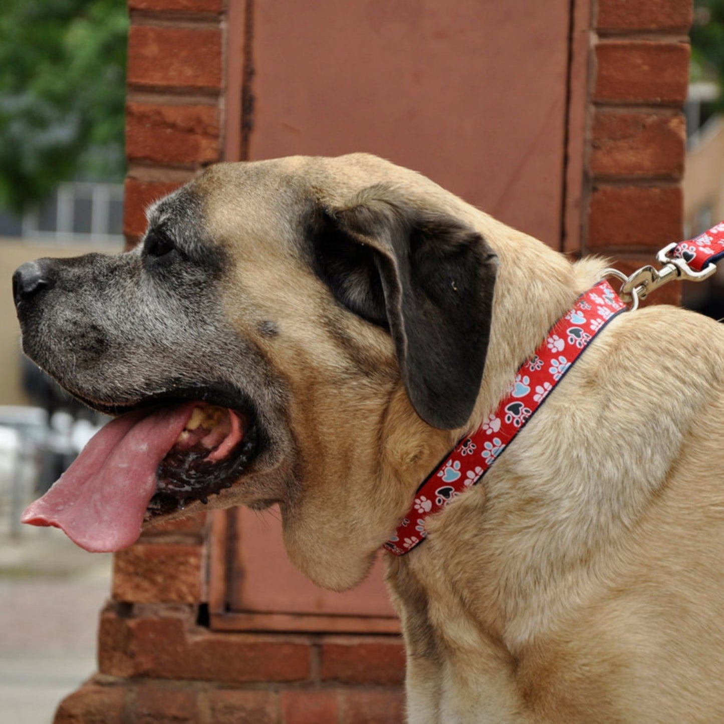 Ribbon Adjustable Nylon Dog Collar with Metal Buckle Red 1ea/5/8 In X 12-18 in