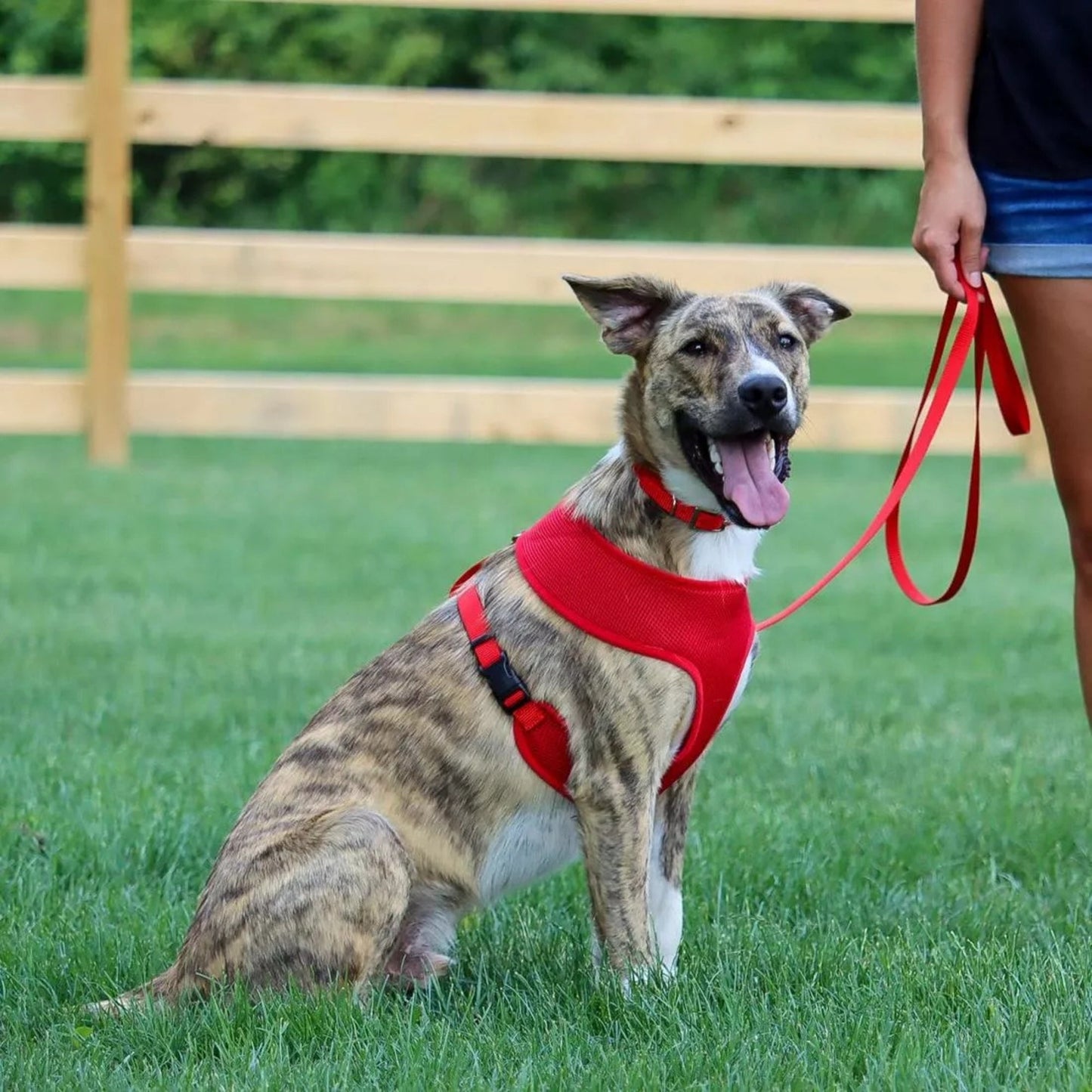 Comfort Soft Adjustable Dog Harness Red 1ea/SM, 3/4In X 19-23 in