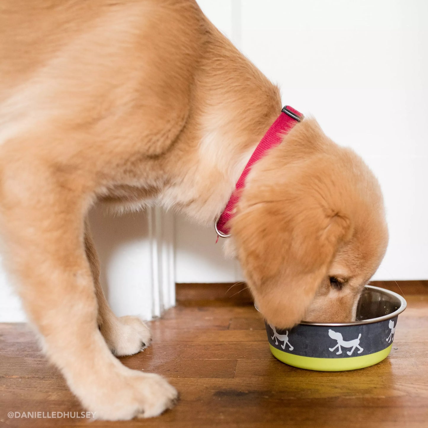 Coastal Pet Maslow Design Series Non-Skid Pup Design Dog Bowls Pink and Grey 1.75 cups