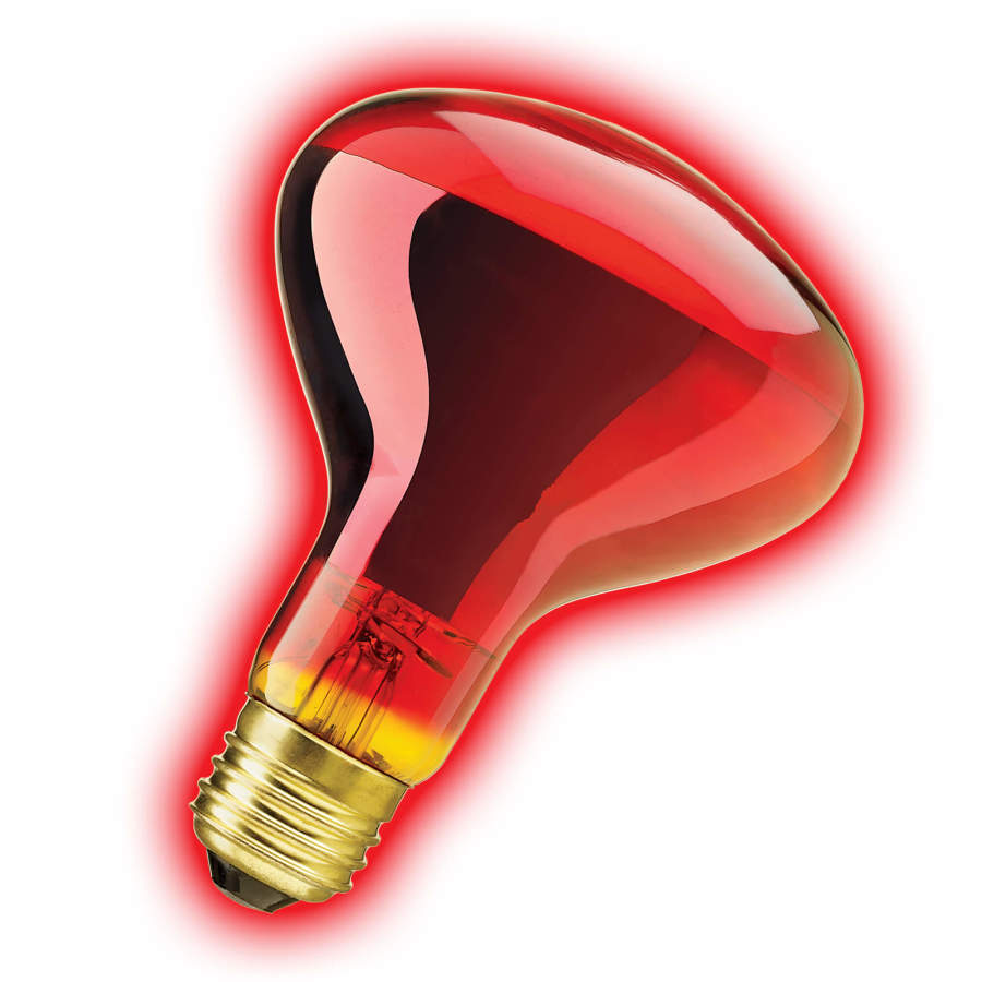 Zilla Incandescent Spot Bulbs Night Red 1ea/100 W