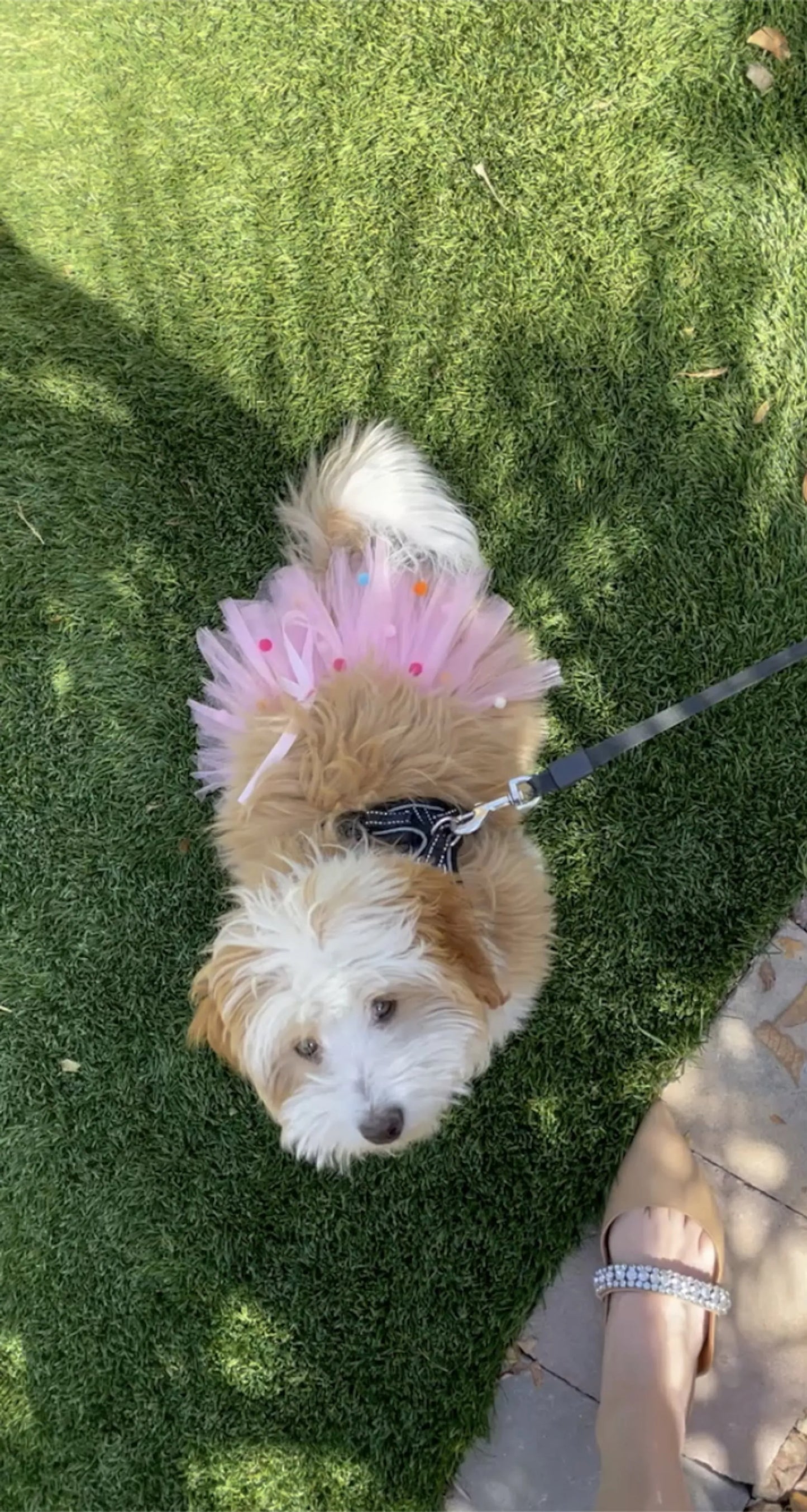 Pink Pom Pom Dog Tutu Skirt (XS)