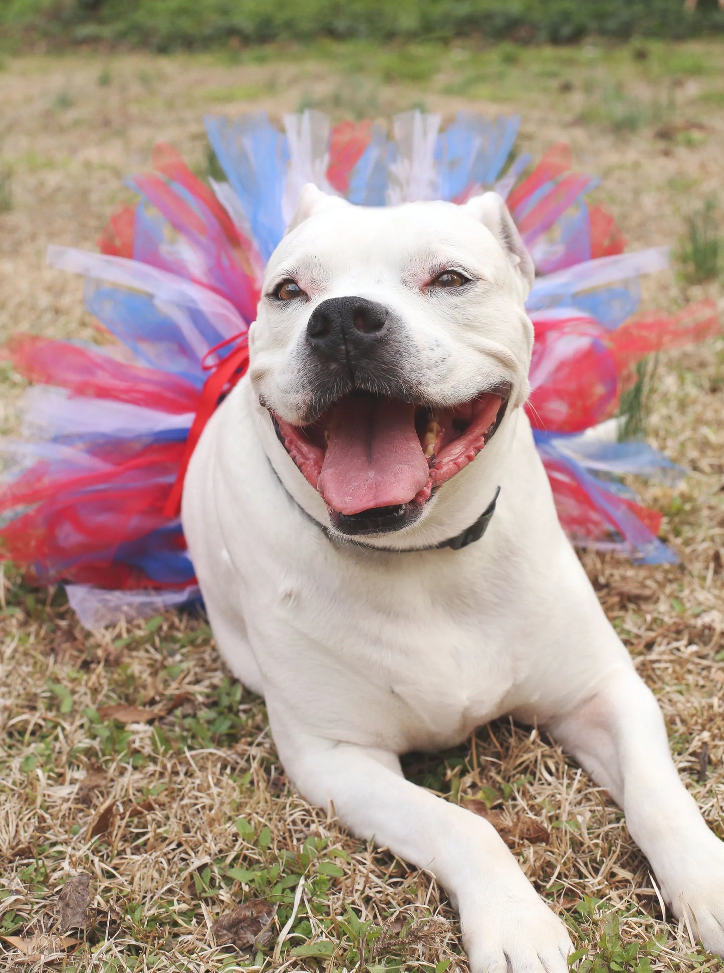 Red/White/Blue 4th Of July Dog Tutu Skirt (XS)