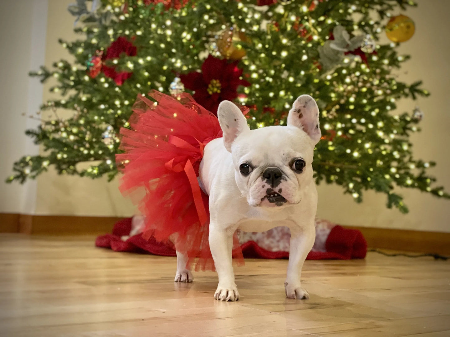 Red Christmas Dog Tutu Skirt (XS)