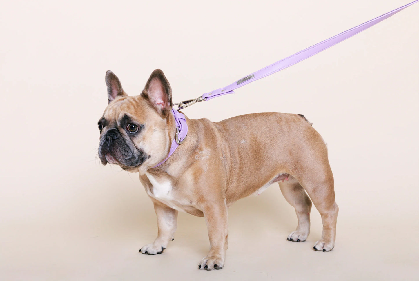 Lavender Cactus Collar