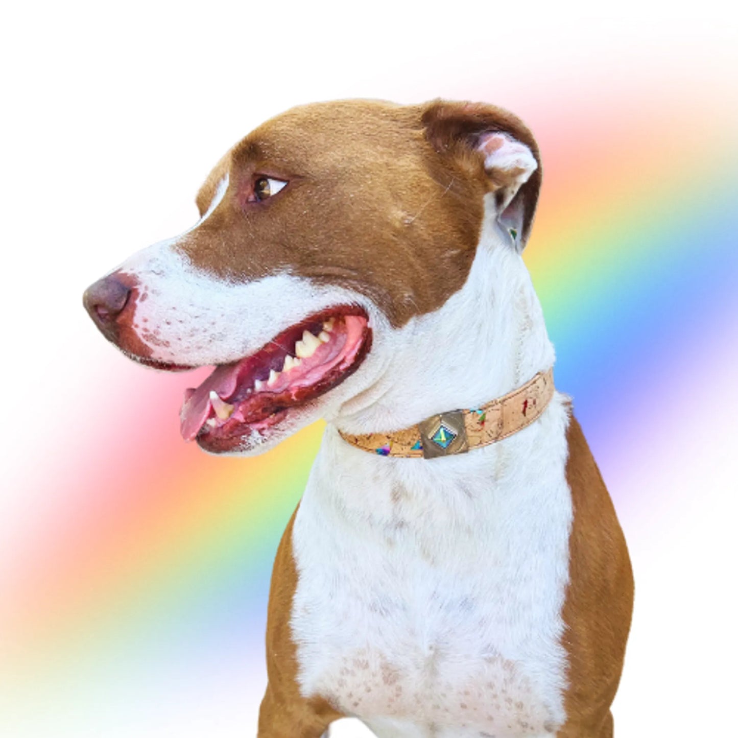 Rainbow Pride Collar Charm Set