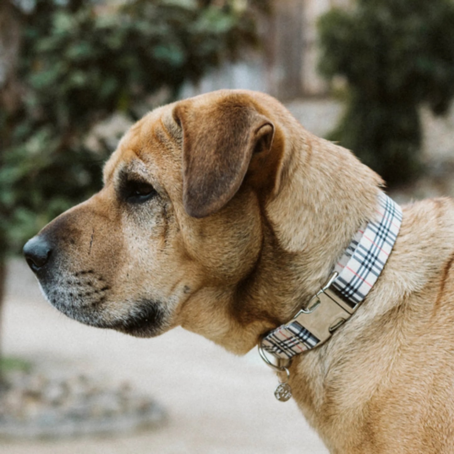 Adjustable Collar