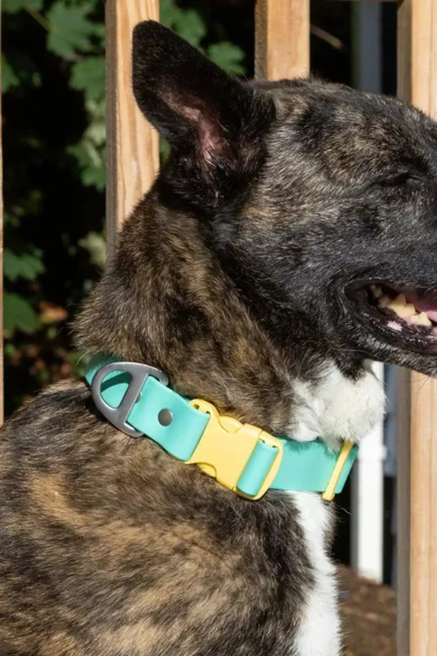 Island Vibes Waterproof Dog Collar