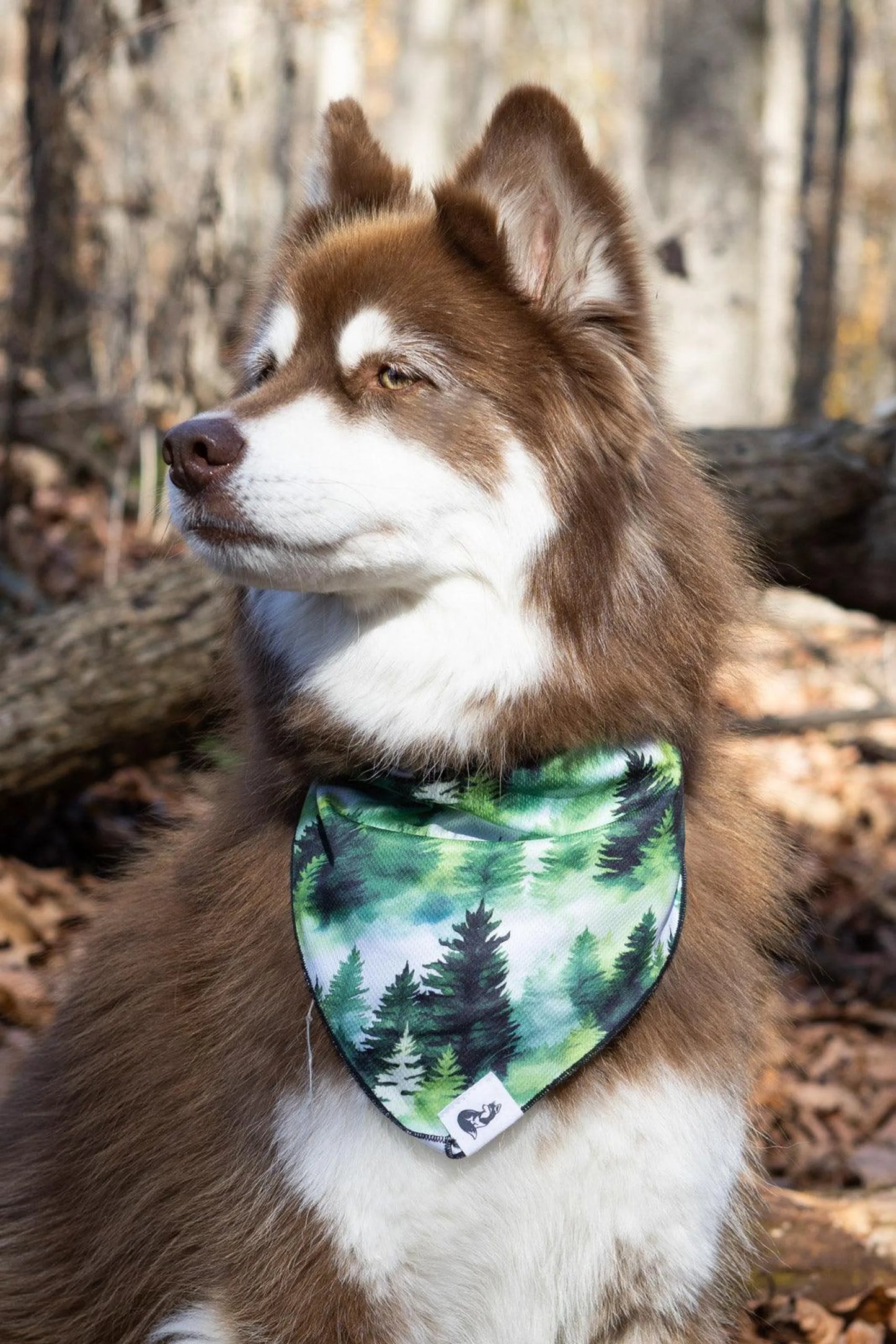 Evergreen Explorer Dog Bandana