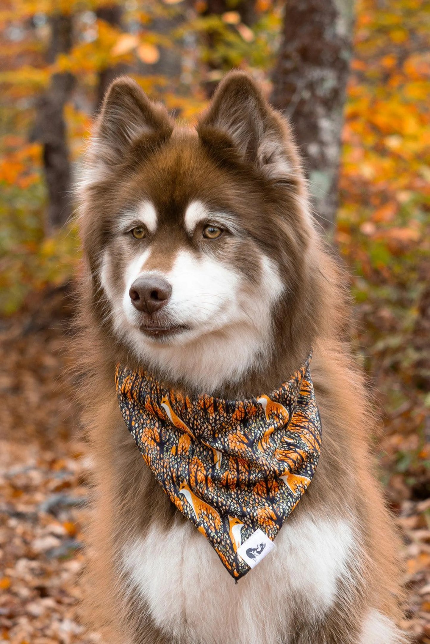 Foxes in Fall Dog Bandana