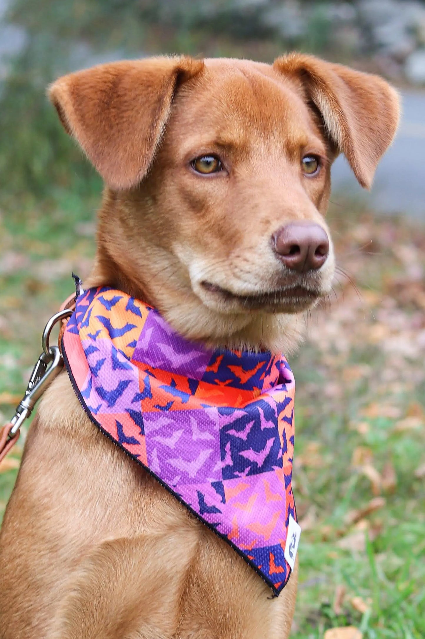 Spooky Bat Squares Dog Bandana