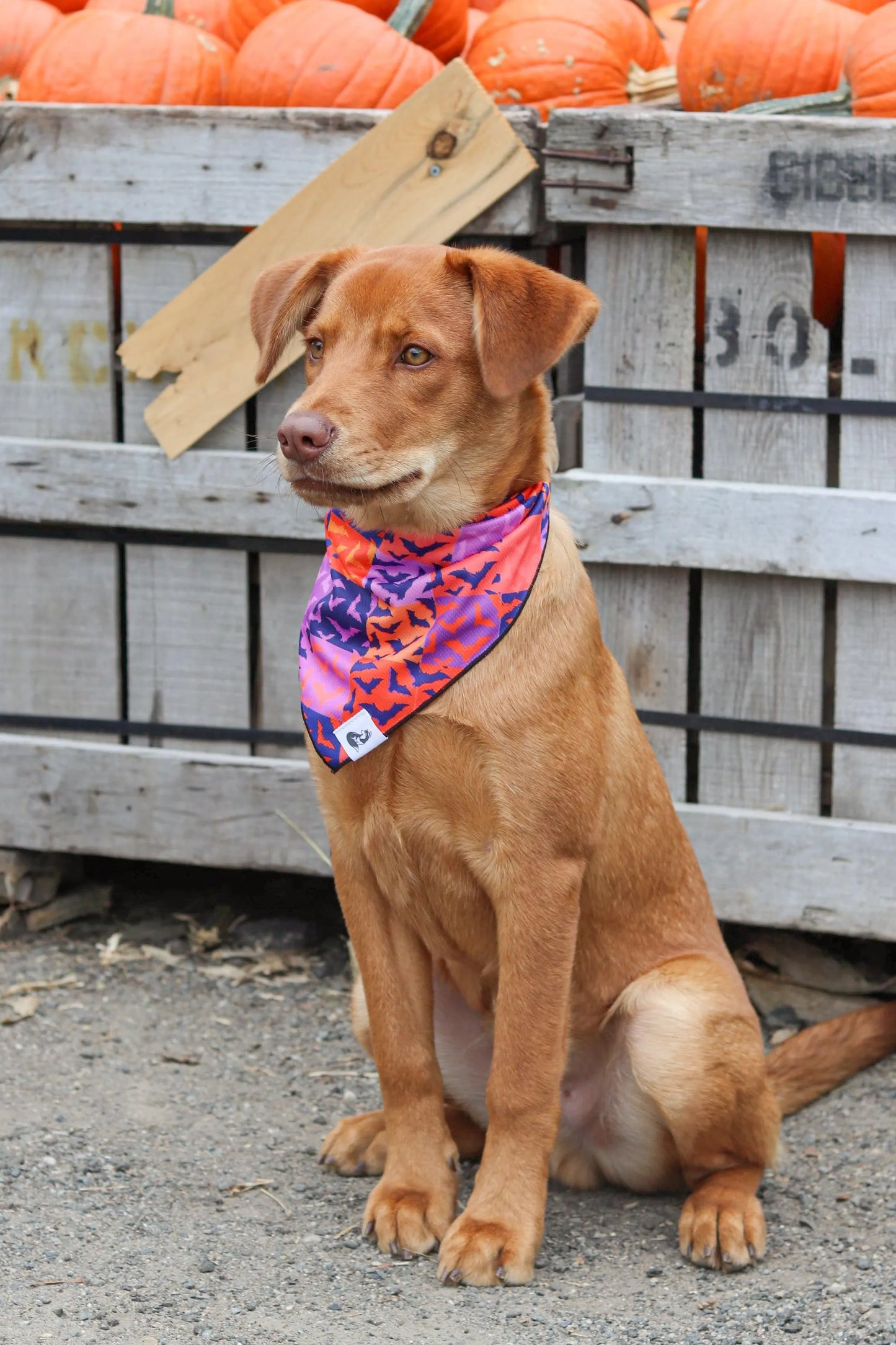 Spooky Bat Squares Dog Bandana