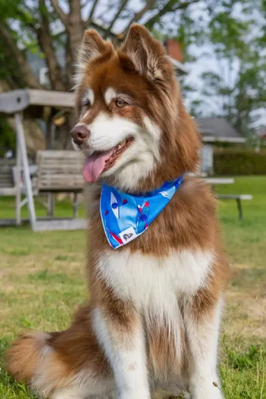 K9 Kayak Dog Bandana