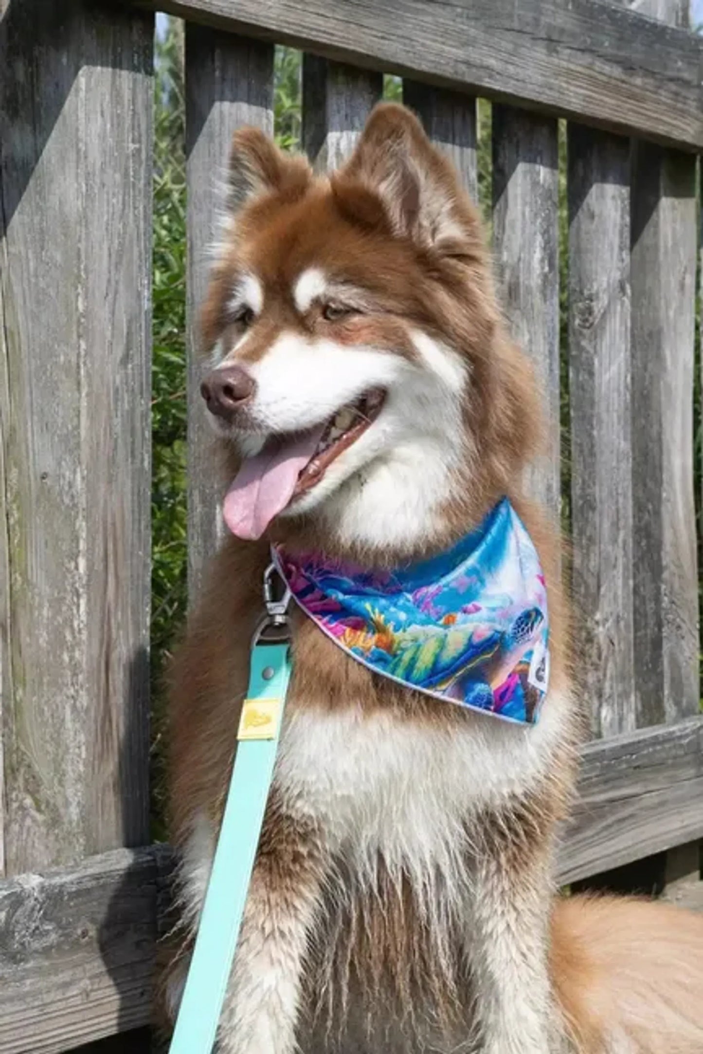 Sea Turtle Swim Dog Bandana