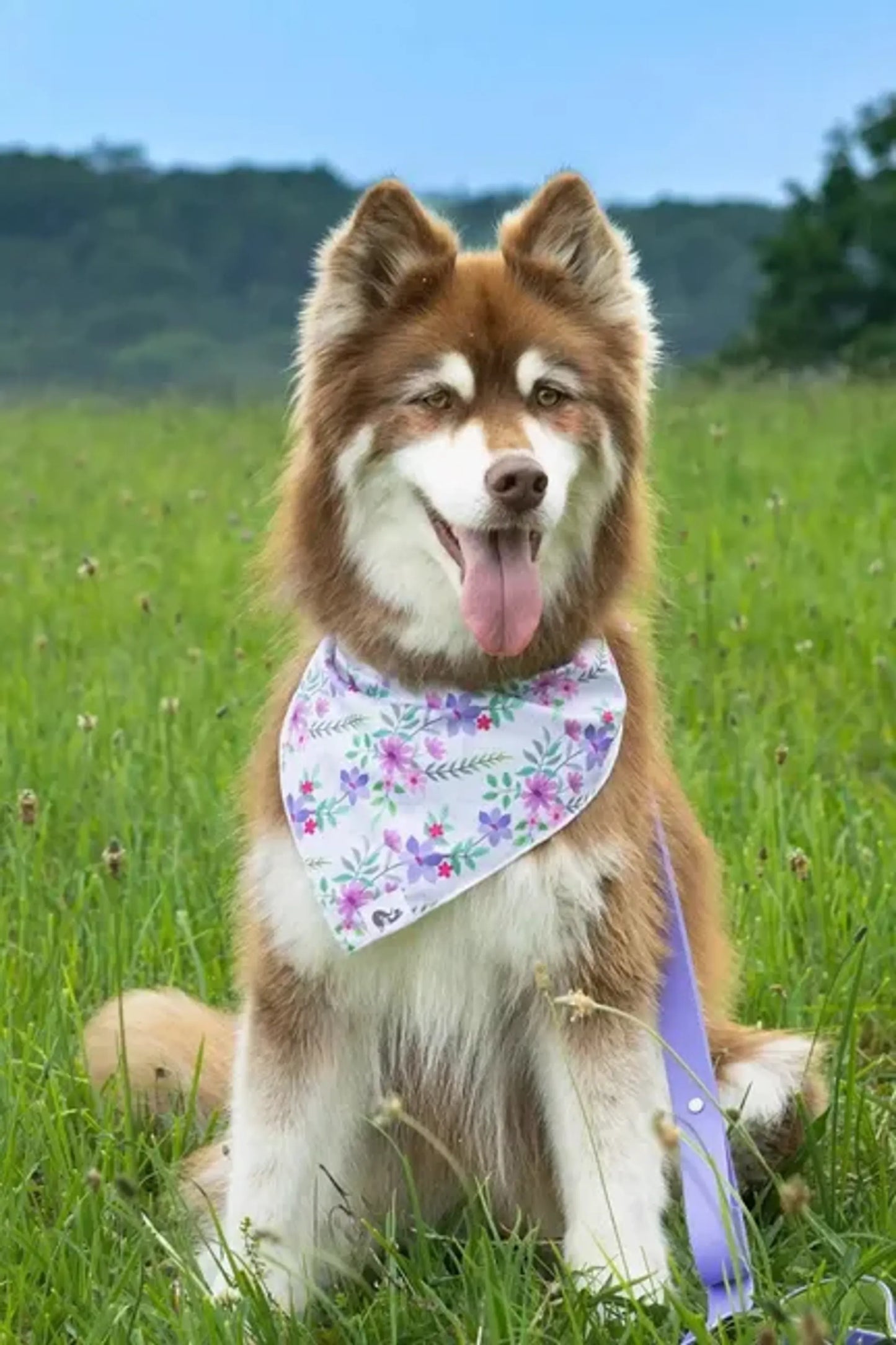 Wildflower Meadow Dog Bandana