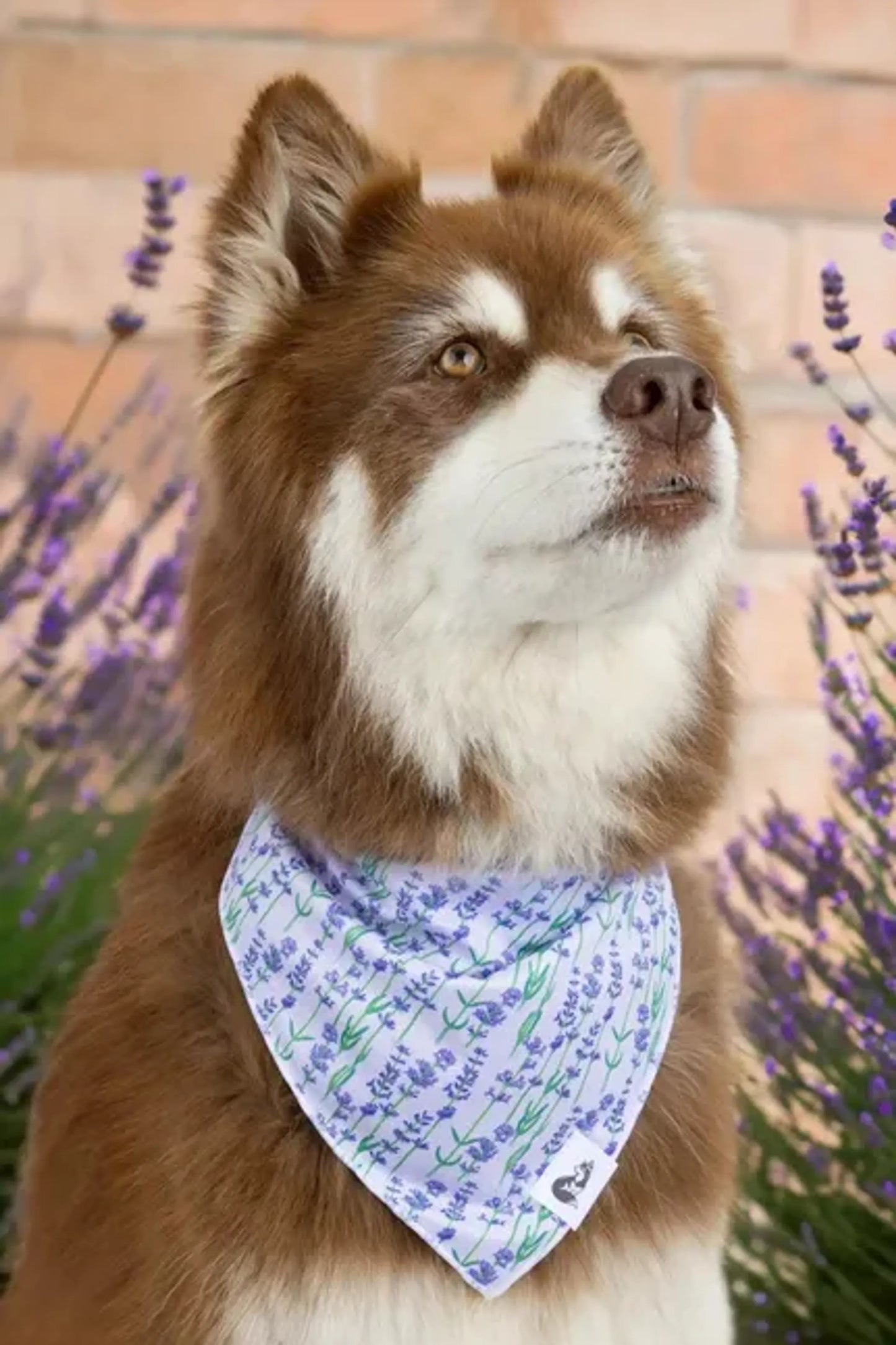 Lavender Blooms Dog Bandana