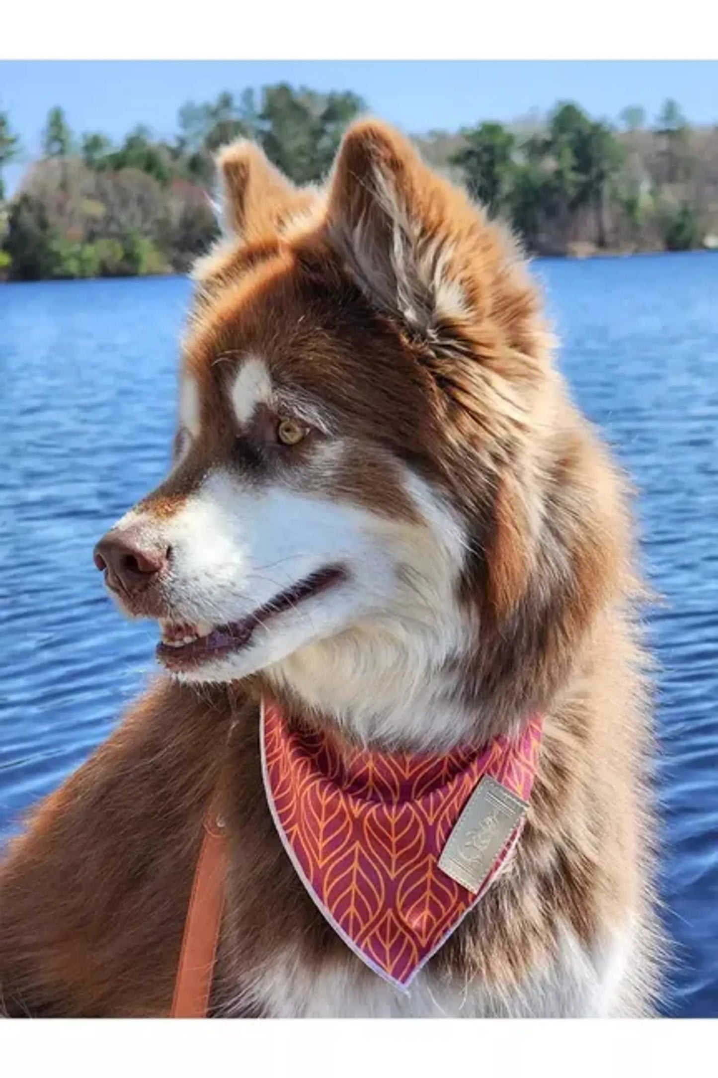 Twilight Trails Dog Bandana