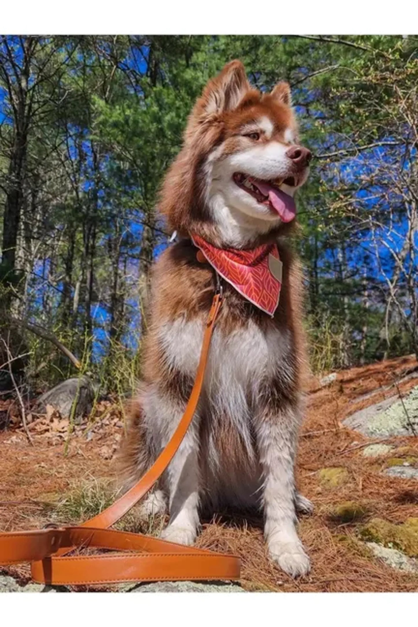 Twilight Trails Dog Bandana