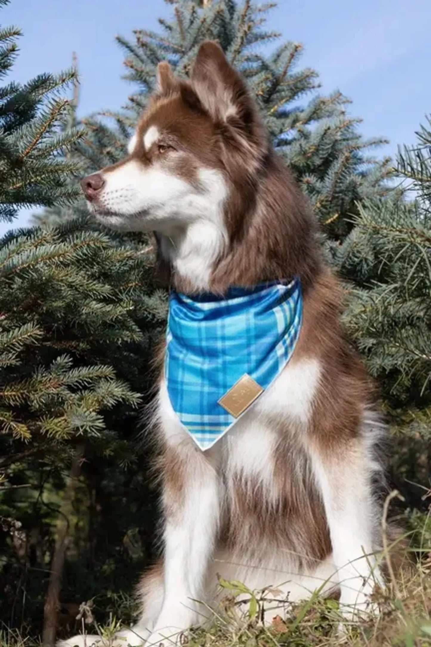 Blue Spruce Plaid Dog Bandana