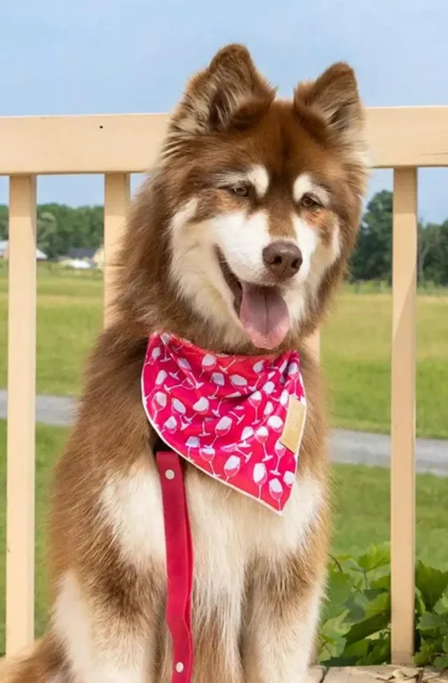 Red Mountain Syrah Dog Bandana