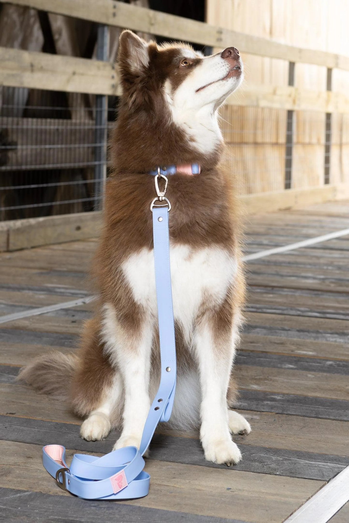 Blue Sky Orchid Waterproof Dog Collar