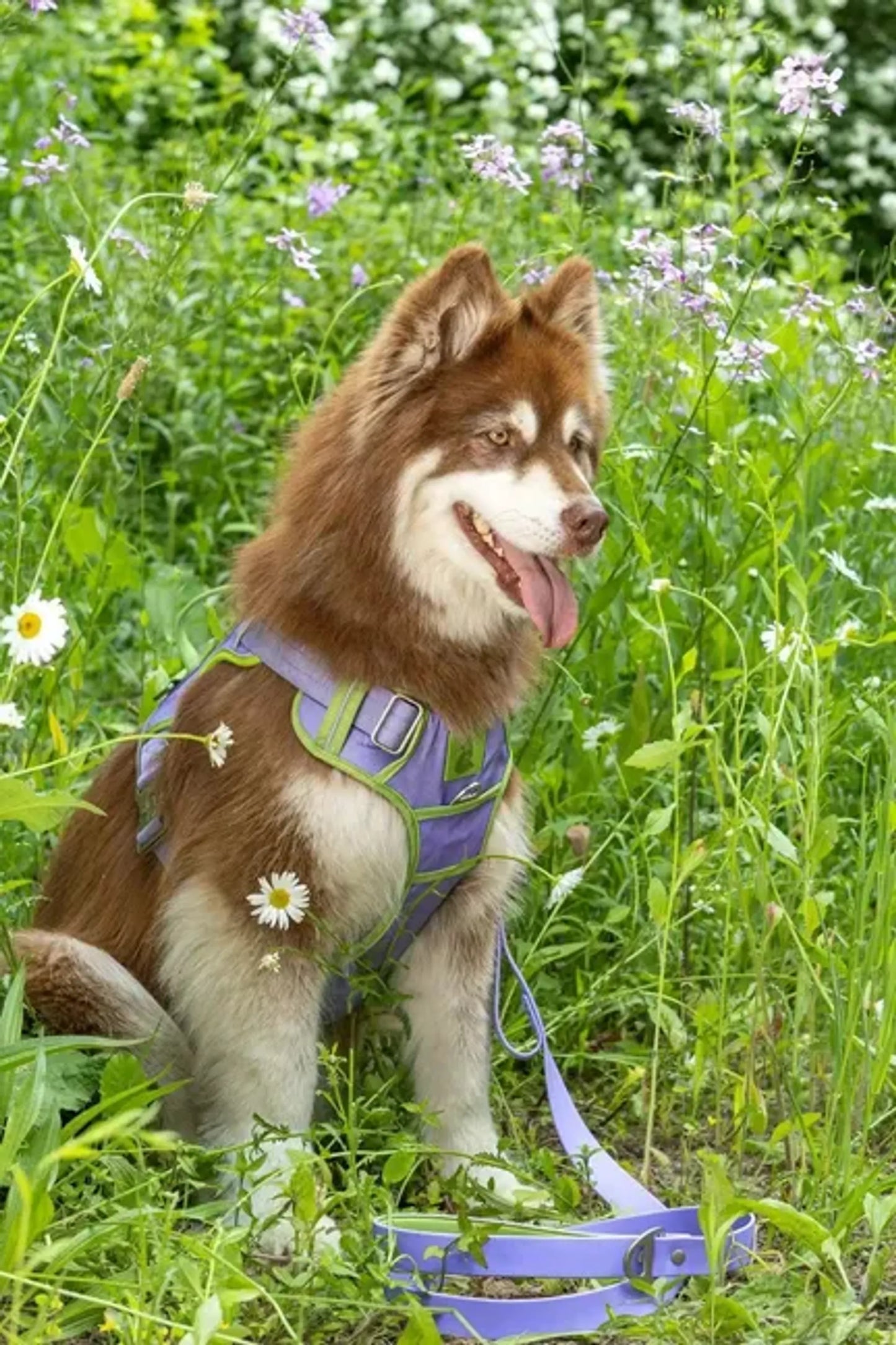 Lavender Garden Ultimate Dog Harness