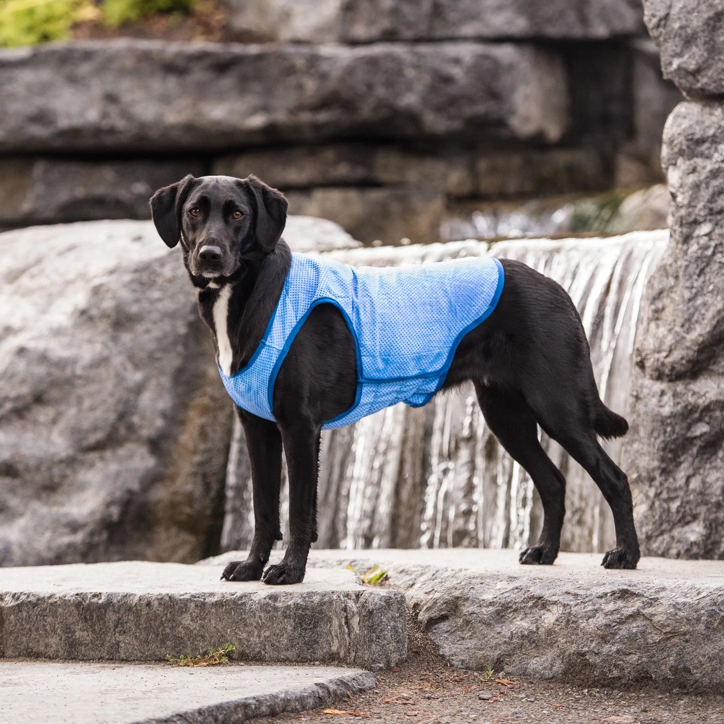 GF Pet ElastoFit Ice Vest