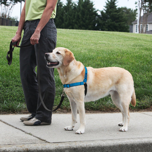 PetSafe Deluxe Easy Walk Steel Dog Harness Black/Ocean 1ea/MD/LG