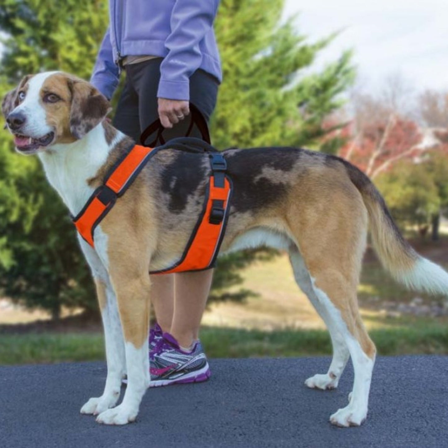 EasySport Comfortable Dog Harness Orange 1ea/MD