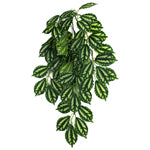 Komodo Two-Toned Leaf Hanging Plant 1ea/SM, 16 in