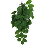 Komodo Green Leaf Hanging Plant 1ea/SM, 16 in