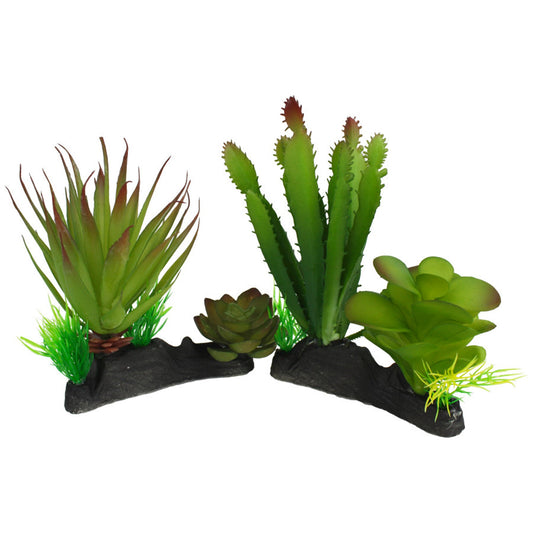 Komodo Cactus & Succulent Plant 1ea/One Size