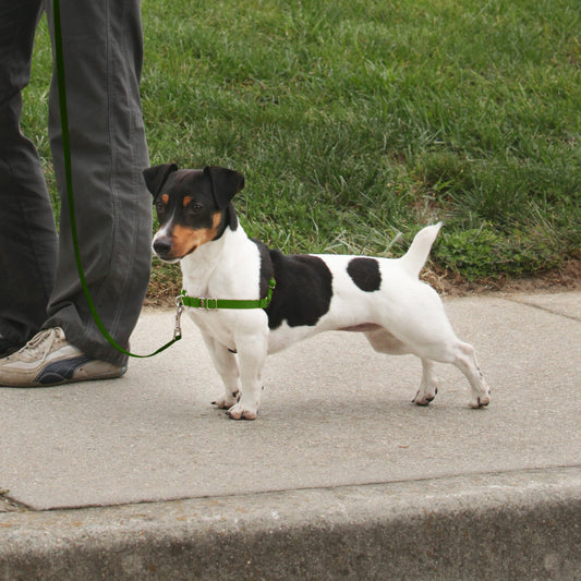 PetSafe Deluxe Easy Walk Steel Dog Harness Black/Apple 1ea/SM